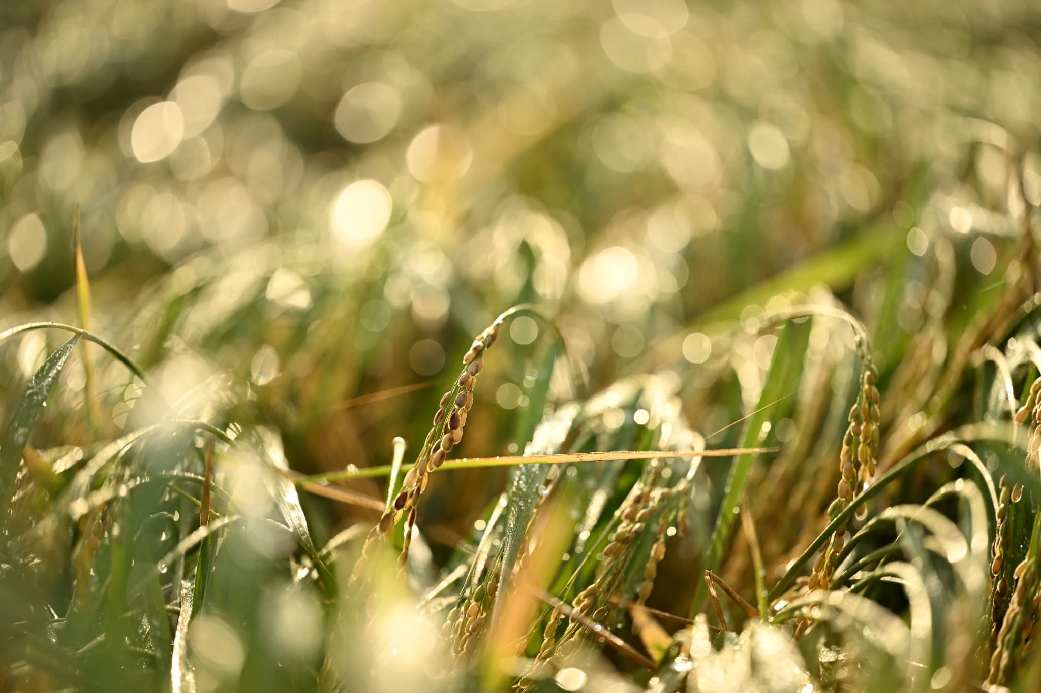 DSC_4170_s